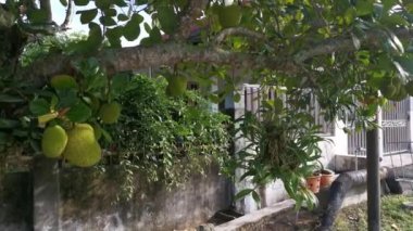 Ağaçta asılı duran Artocarpus tamsayı meyvelerinin görüntüleri..