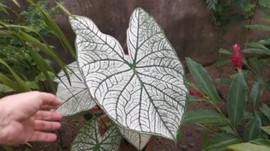 Caladium bicolor fabrikasının görüntüleri