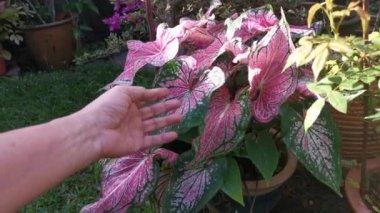 Caladium bicolor fabrikasının görüntüleri