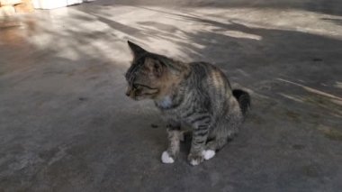 footage of the playful pussy cat
