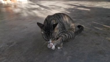 footage of the playful pussy cat