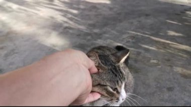 footage of the playful pussy cat