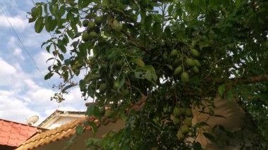 Göbek ağacı kümesinin görüntüleri..