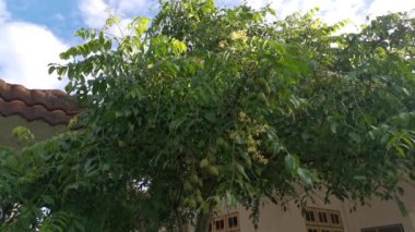 Göbek ağacı kümesinin görüntüleri..