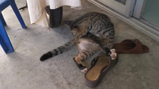 Footage Playful Pussy Cat — стоковое видео