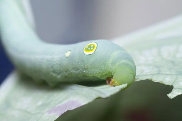 ภาพใกล ดของ Papilio Glaucus Caterpillar — ภาพถ่ายสต็อก
