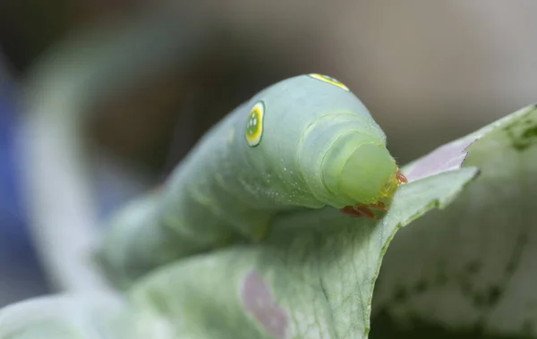 Zblízka Záběr Papilio Glaucus Caterpillar — Stock fotografie
