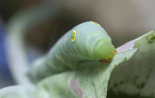 Tiro Cercano Oruga Papilio Glaucus —  Fotos de Stock