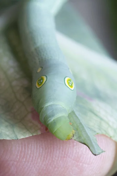 Κοντινή Λήψη Του Papilio Glaucus Caterpillar — Φωτογραφία Αρχείου