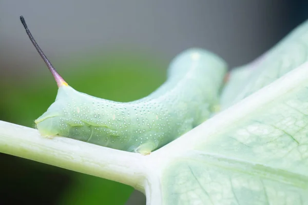 Közelkép Papilio Glaucus Caterpillar — Stock Fotó