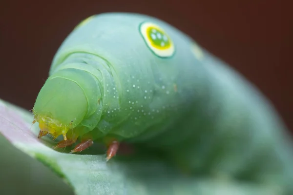 Κοντινή Λήψη Του Papilio Glaucus Caterpillar — Φωτογραφία Αρχείου