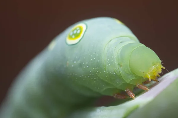 Закритий Постріл Caterpillar Papilio Glaucus — стокове фото