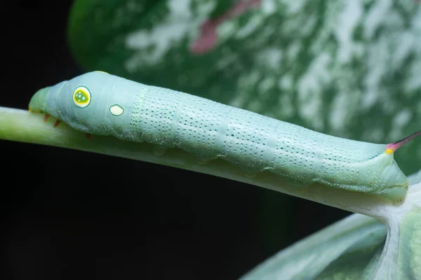 Közelkép Papilio Glaucus Caterpillar — Stock Fotó