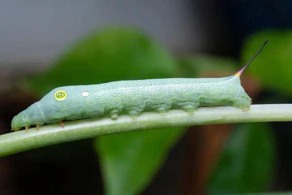 Zblízka Záběr Papilio Glaucus Caterpillar — Stock fotografie