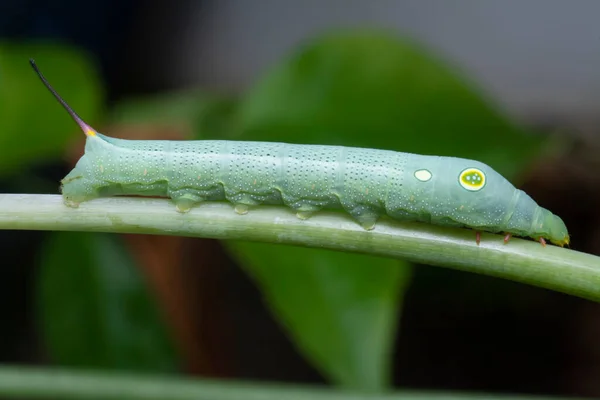 Közelkép Papilio Glaucus Caterpillar — Stock Fotó