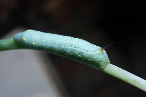 Κοντινή Λήψη Του Papilio Glaucus Caterpillar — Φωτογραφία Αρχείου