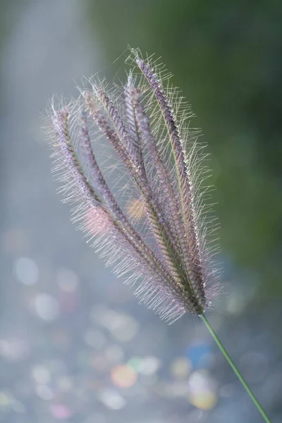 แสงสว างตอนเช สวยงามท วหญ าเร องแสงในชนบท — ภาพถ่ายสต็อก