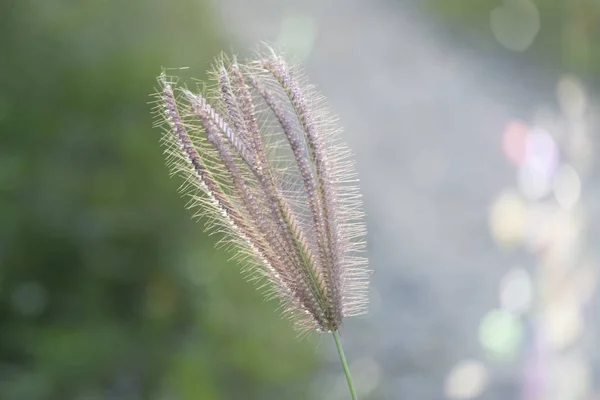 Beautiful Early Morning Light Fingergrass Glow Countryside — Stock Photo, Image