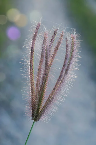 Beautiful Early Morning Light Fingergrass Glow Countryside — Stock Photo, Image