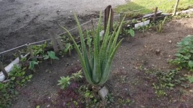 aloe vera bitkisinin görüntüleri.