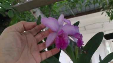 Bambu orkidesinin görüntüleri. 