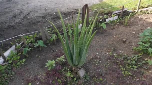 Imágenes Planta Aloe Vera — Vídeo de stock