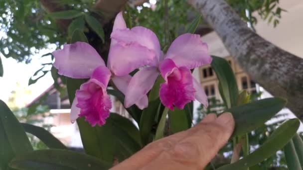 Imagens Orquídea Bambu — Vídeo de Stock