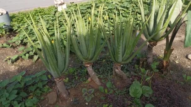 Rekaman Dari Tanaman Aloe Vera — Stok Video