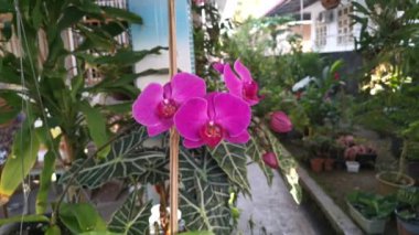 Eflatun falaenopsis afrodit orkidesinin görüntüleri..