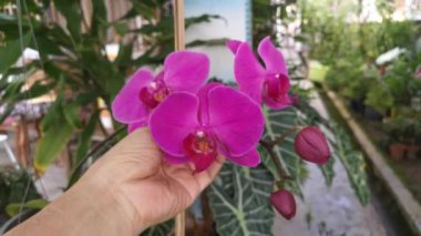 Eflatun falaenopsis afrodit orkidesinin görüntüleri..