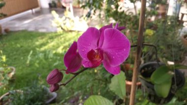 Eflatun falaenopsis afrodit orkidesinin görüntüleri..
