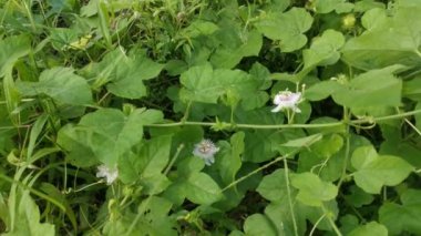 Vahşi Passiflora Foetida bitkisinin görüntüleri. 