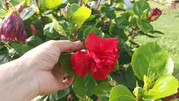 Beeldmateriaal Van Rode Hybriden Hibiscus Rosa Sinenis Bloem — Stockvideo