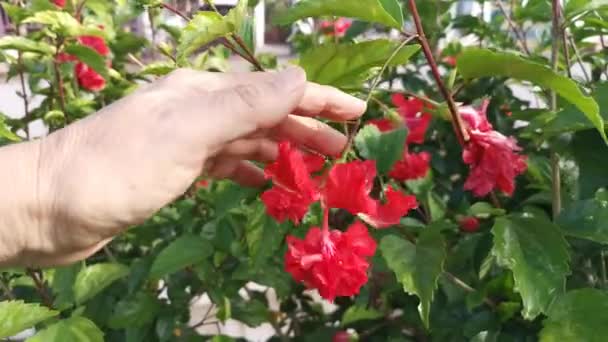 교잡종의 Hibiscus Rosa Sinenis — 비디오