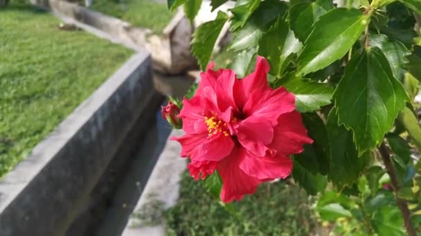 Bilder Röda Hybriderna Hibiscus Rosa Sinenis Blomma — Stockvideo