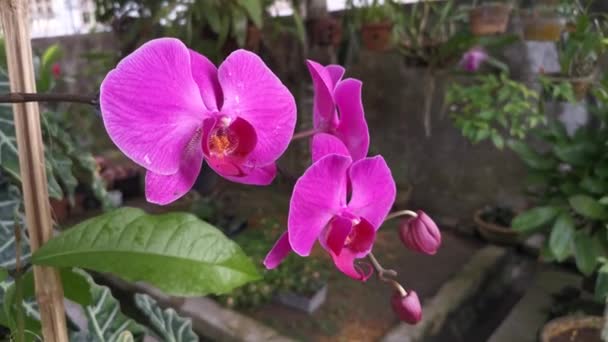 Záběry Fialové Phalaenopsis Afroditové Orchideje — Stock video