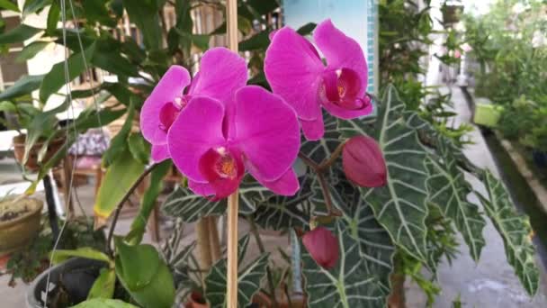 Eflatun Falaenopsis Afrodit Orkidesinin Görüntüleri — Stok video