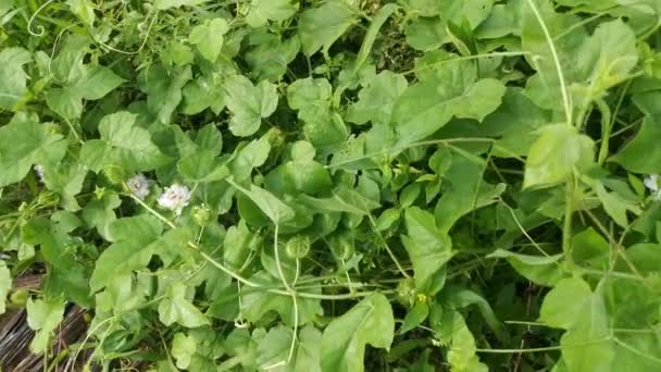 Imagens Passiflora Selvagem Foetida Planta — Vídeo de Stock