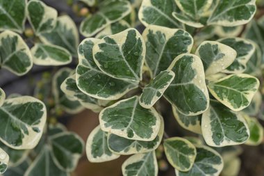 Ficus triangularis variegata yapraklı ev bitkisi