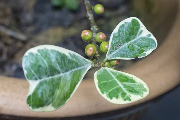 Ficus Triangularis Varfgata Leafy Houseplant — стоковое фото