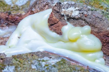 Bagajdan lateks sıvısı akıyor..