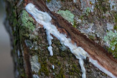 Bagajdan lateks sıvısı akıyor..