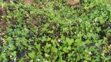 Vahşi küçük pembe ipomoea triloba bitkisinin görüntüleri.