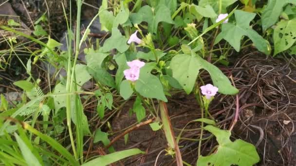 Πλάνα Από Άγριο Μικροσκοπικό Ροζ Φυτό Ipomoea Triloba — Αρχείο Βίντεο