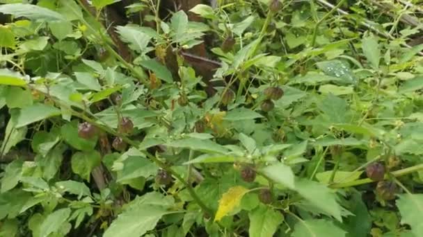 Imágenes Verde Linterna Fresca Physalis Planta Angulada — Vídeo de stock