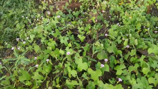 Imágenes Pequeña Planta Rosada Salvaje Ipomoea Triloba — Vídeo de stock