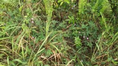 Mimoza pudika yetiştiren yabani çalıların görüntüleri. 