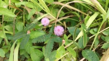Mimoza pudika yetiştiren yabani çalıların görüntüleri. 