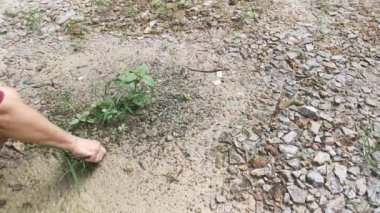 Yerden yabani otları temizlerken çekilmiş görüntüler
