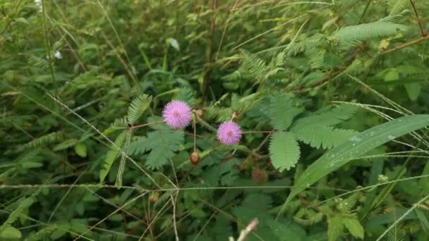 Imagens Dos Arbustos Selvagens Mimosa Pudica Crescente Planta — Vídeo de Stock